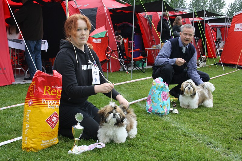 Shih Tzu danmark